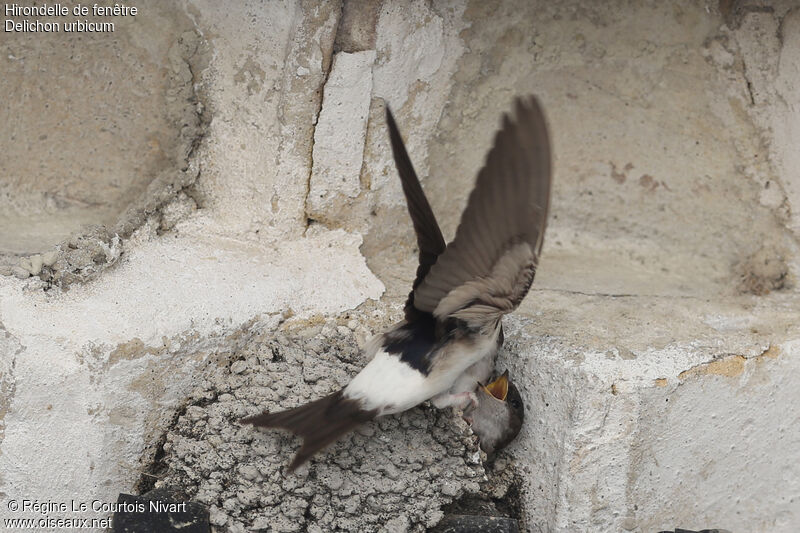 Common House Martin, Reproduction-nesting