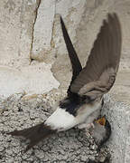 Common House Martin