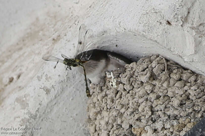 Common House Martinjuvenile, feeding habits, Reproduction-nesting