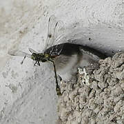 Western House Martin