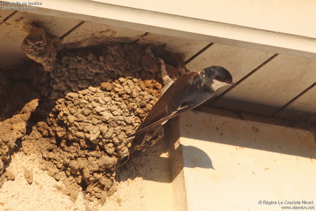 Western House Martin, Reproduction-nesting