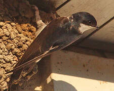 Common House Martin