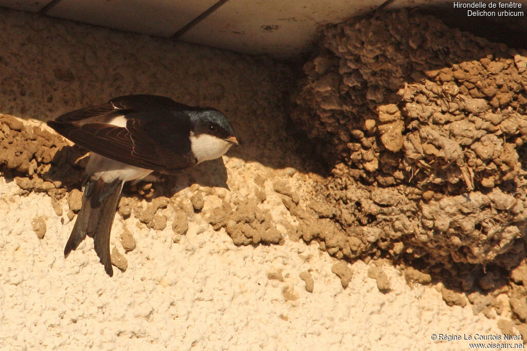 Western House Martin, Reproduction-nesting