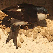 Common House Martin