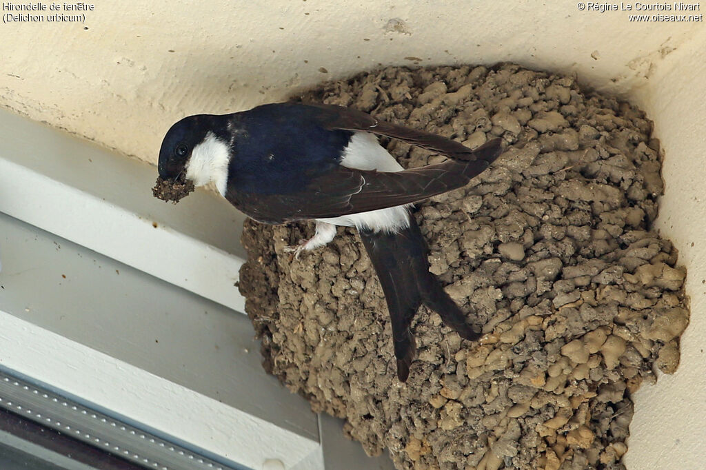 Common House Martin