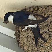 Western House Martin