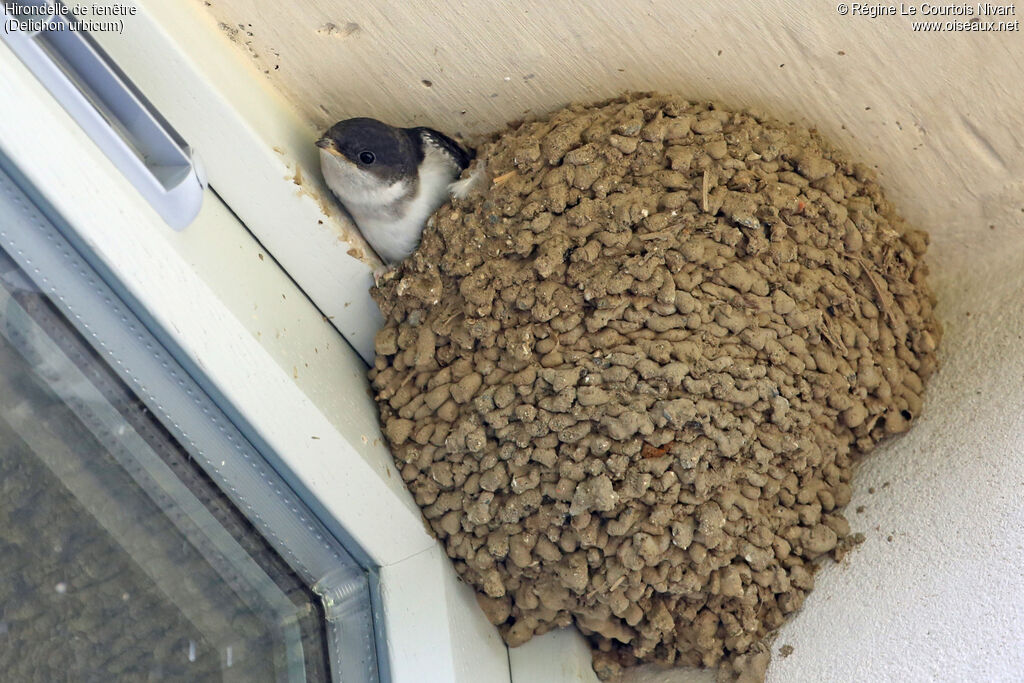 Common House Martin