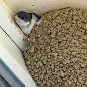 Western House Martin