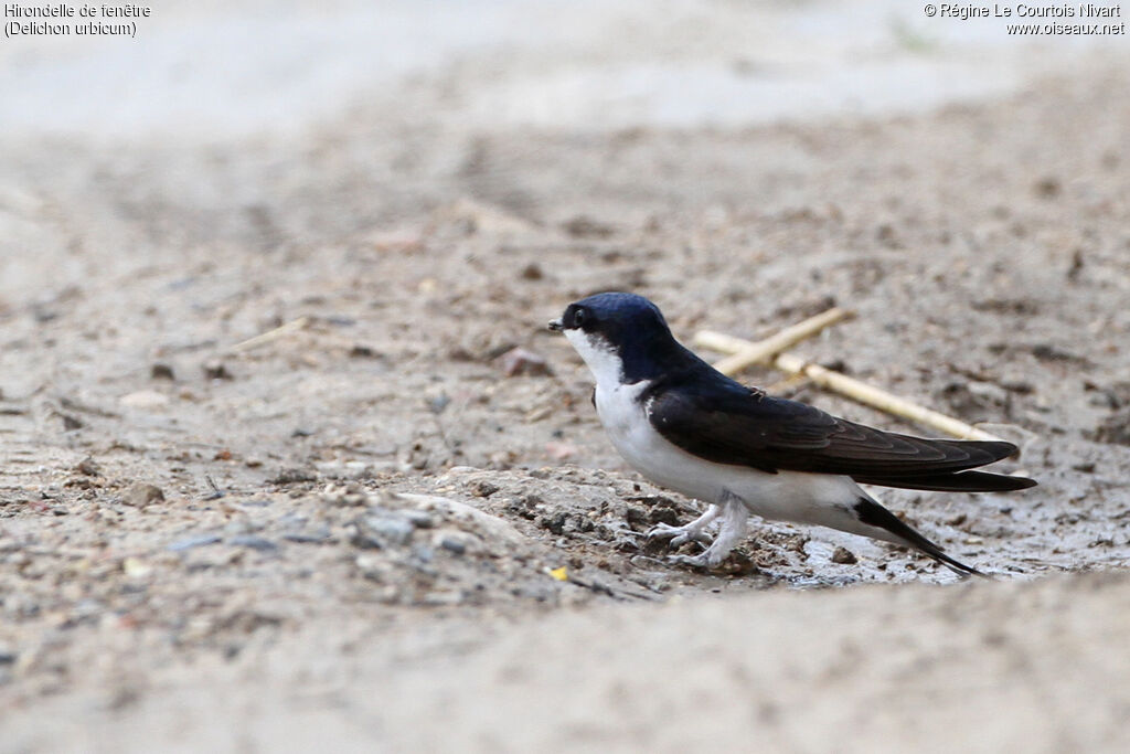 Western House Martin