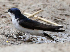 Common House Martin