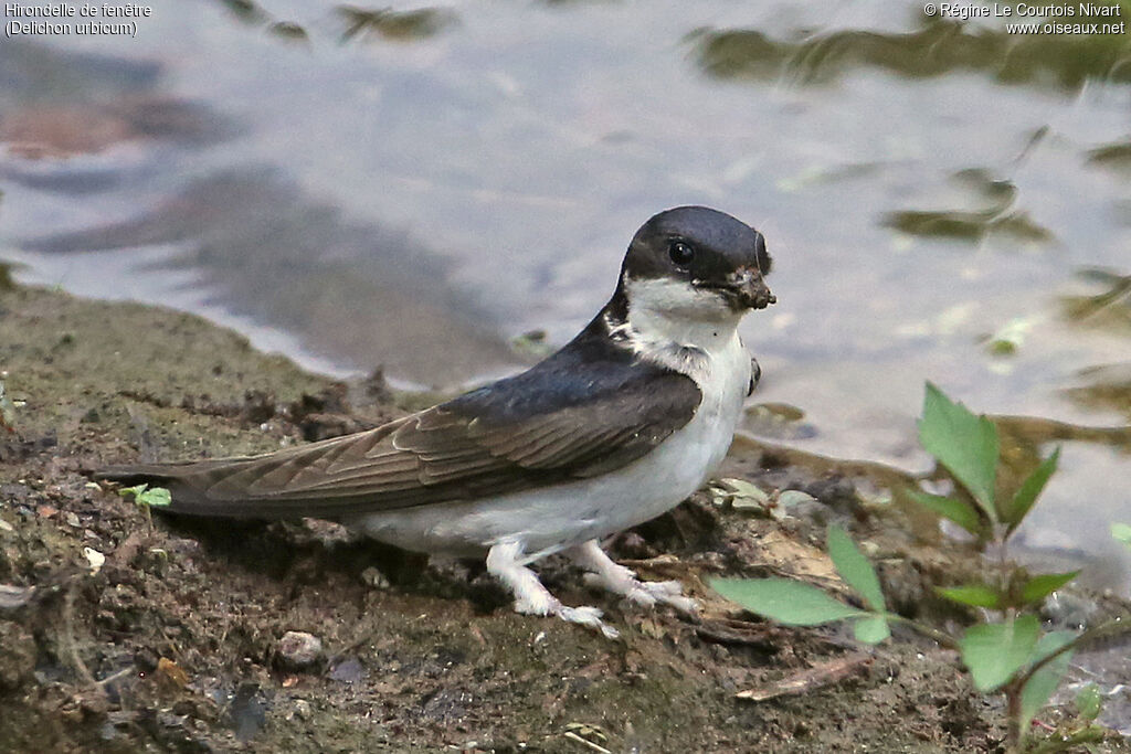Western House Martin