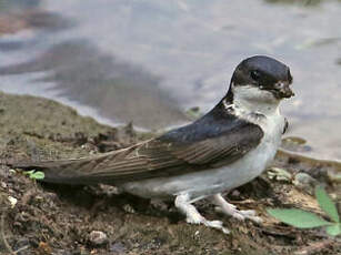 Hirondelle de fenêtre