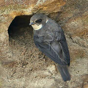 Sand Martin