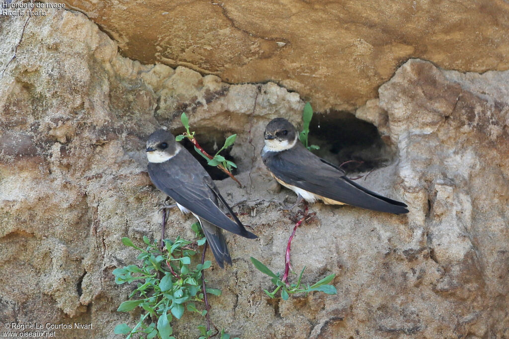 Sand Martin