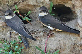 Sand Martin