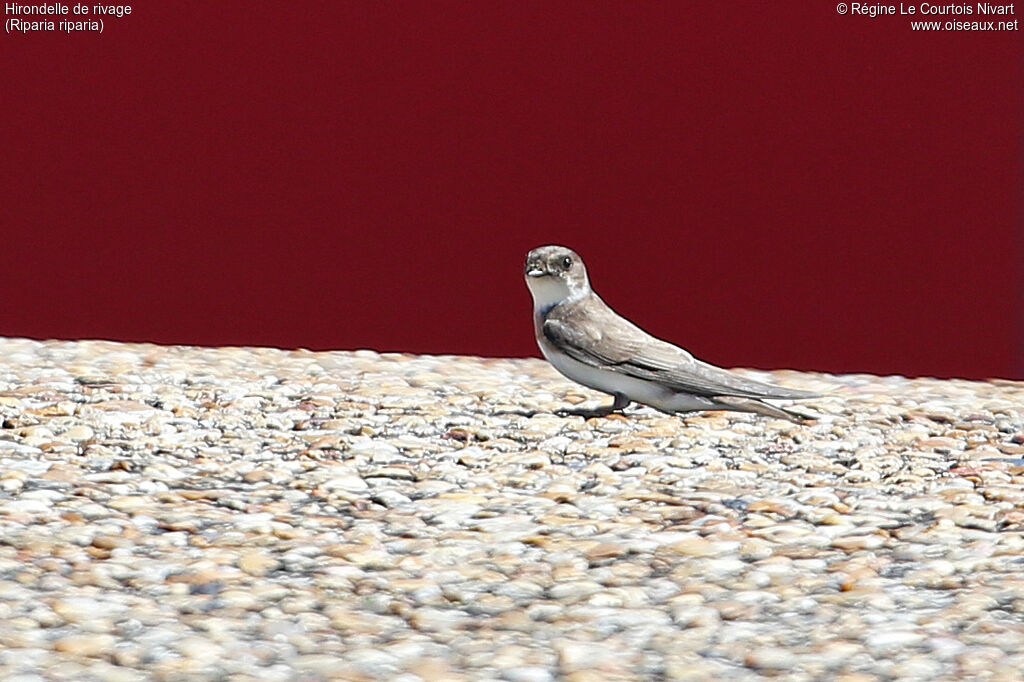 Hirondelle de rivage