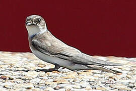 Sand Martin