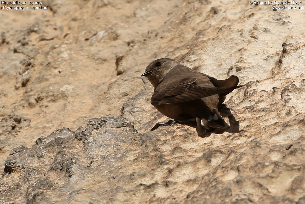 Eurasian Crag Martin