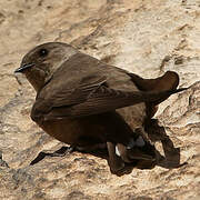 Eurasian Crag Martin