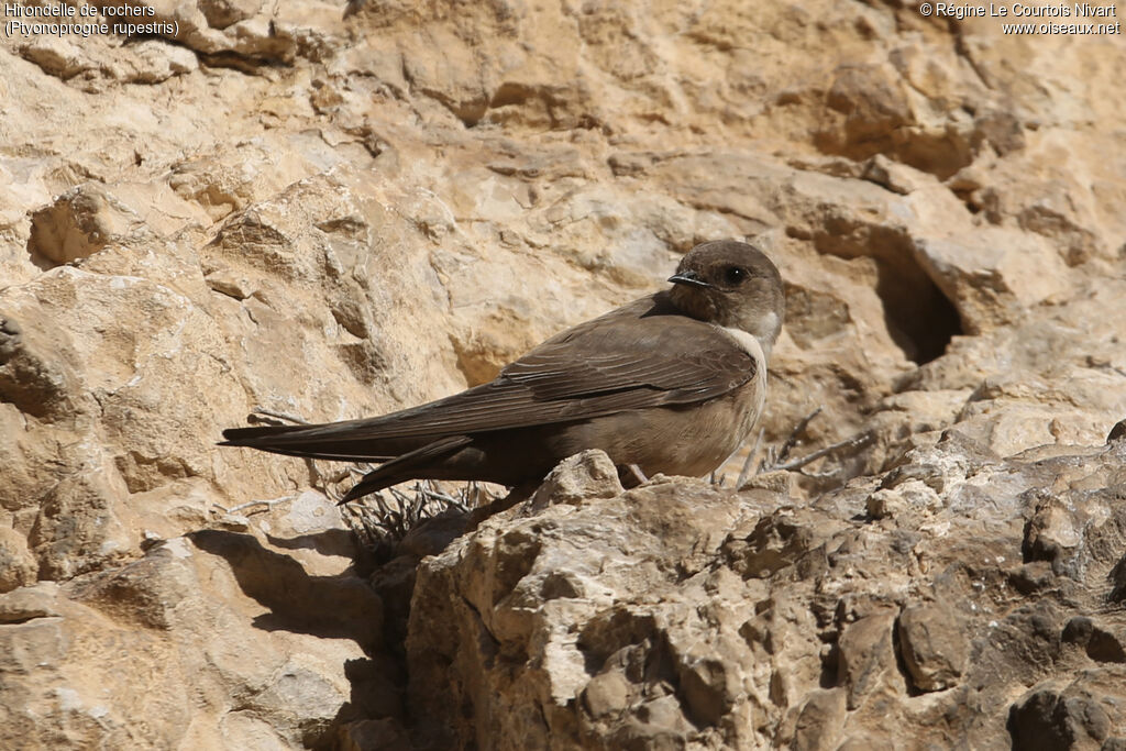 Hirondelle de rochers