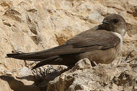 Eurasian Crag Martin