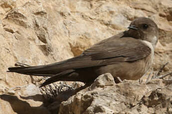 Hirondelle de rochers