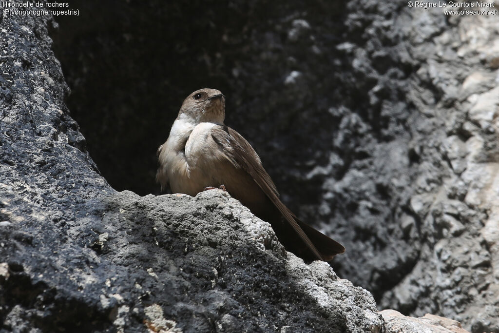 Eurasian Crag Martin