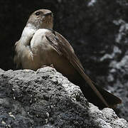 Eurasian Crag Martin