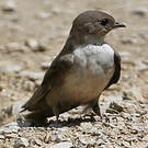 Hirondelle de rochers