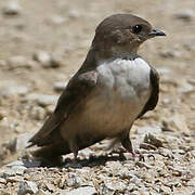 Hirondelle de rochers