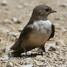 Hirondelle de rochers