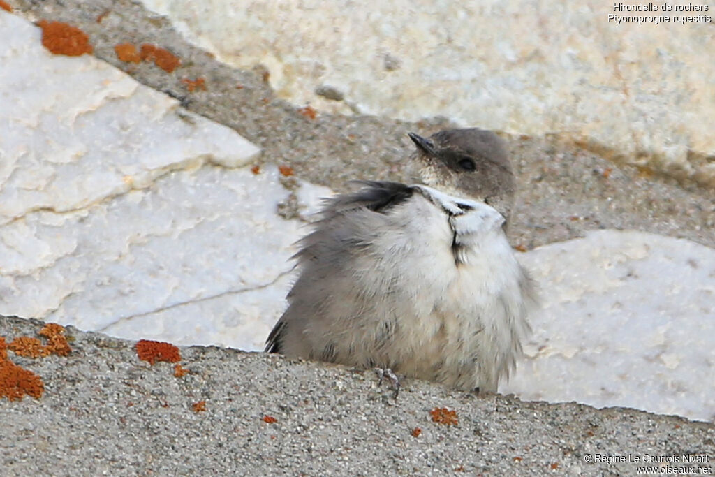 Eurasian Crag Martin