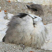 Eurasian Crag Martin