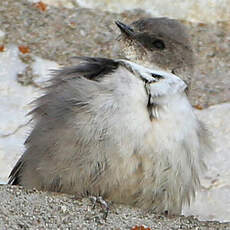 Hirondelle de rochers