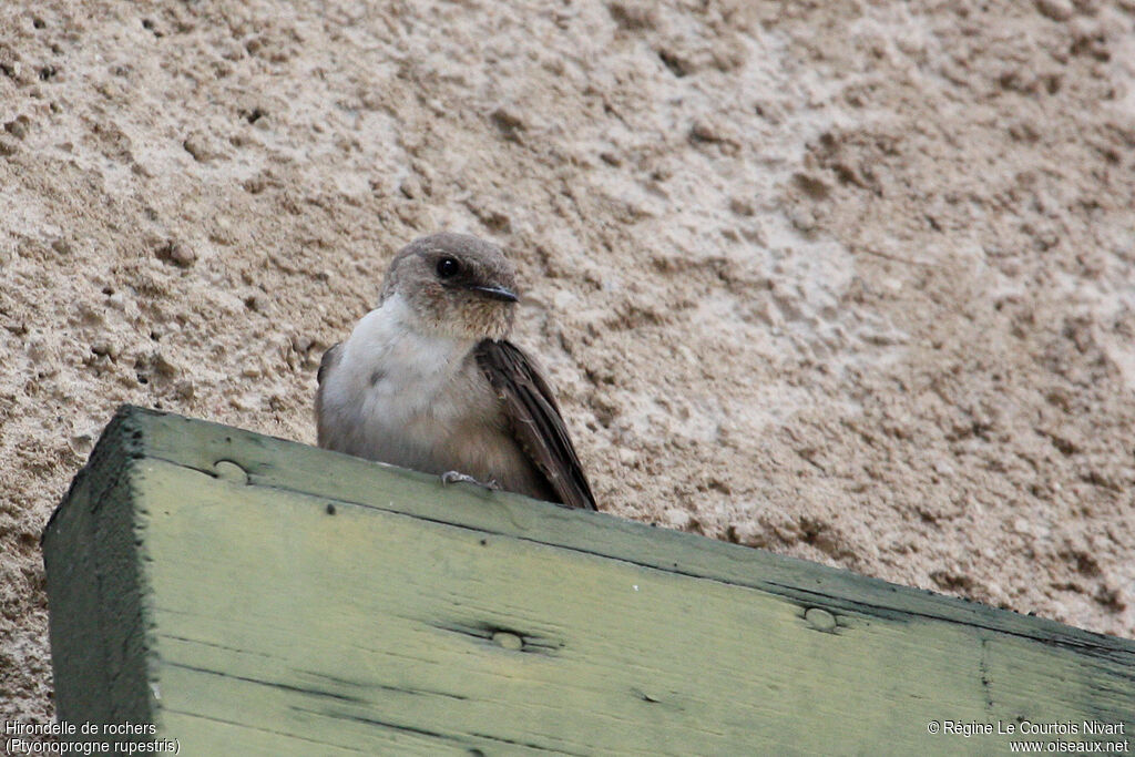 Eurasian Crag Martin