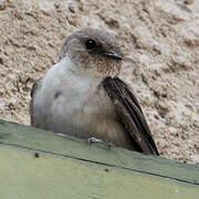 Eurasian Crag Martin