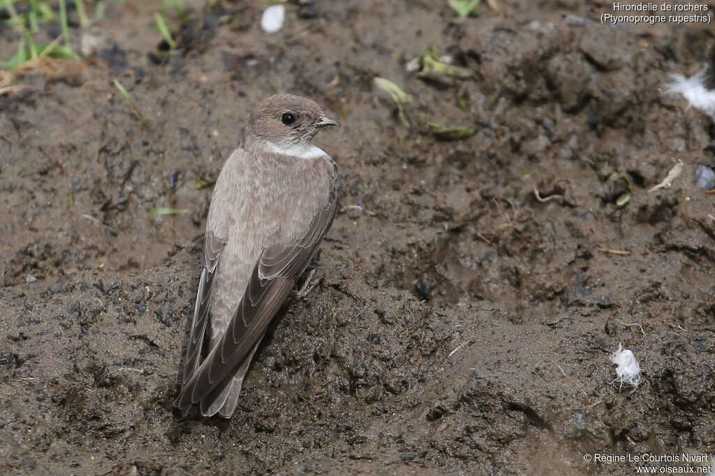 Eurasian Crag Martin