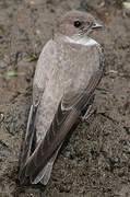 Eurasian Crag Martin