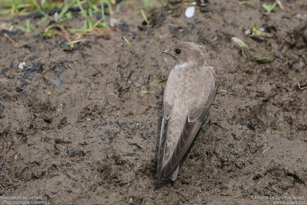 Eurasian Crag Martin