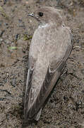 Eurasian Crag Martin