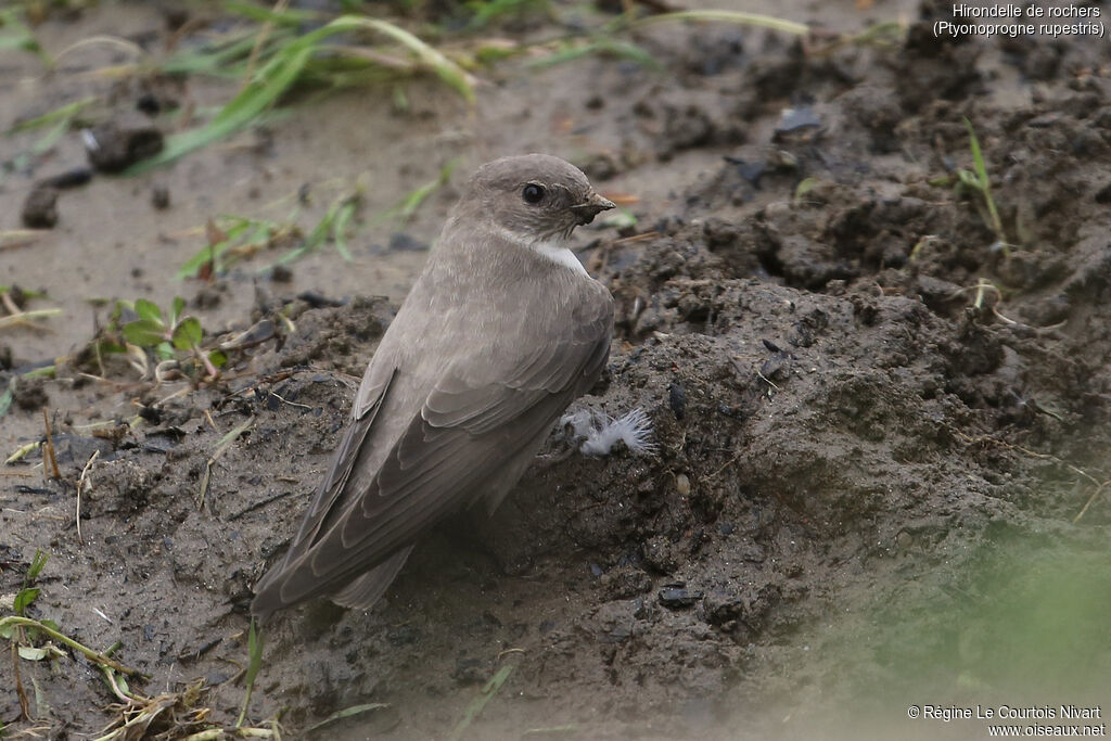 Eurasian Crag Martin