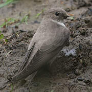 Eurasian Crag Martin