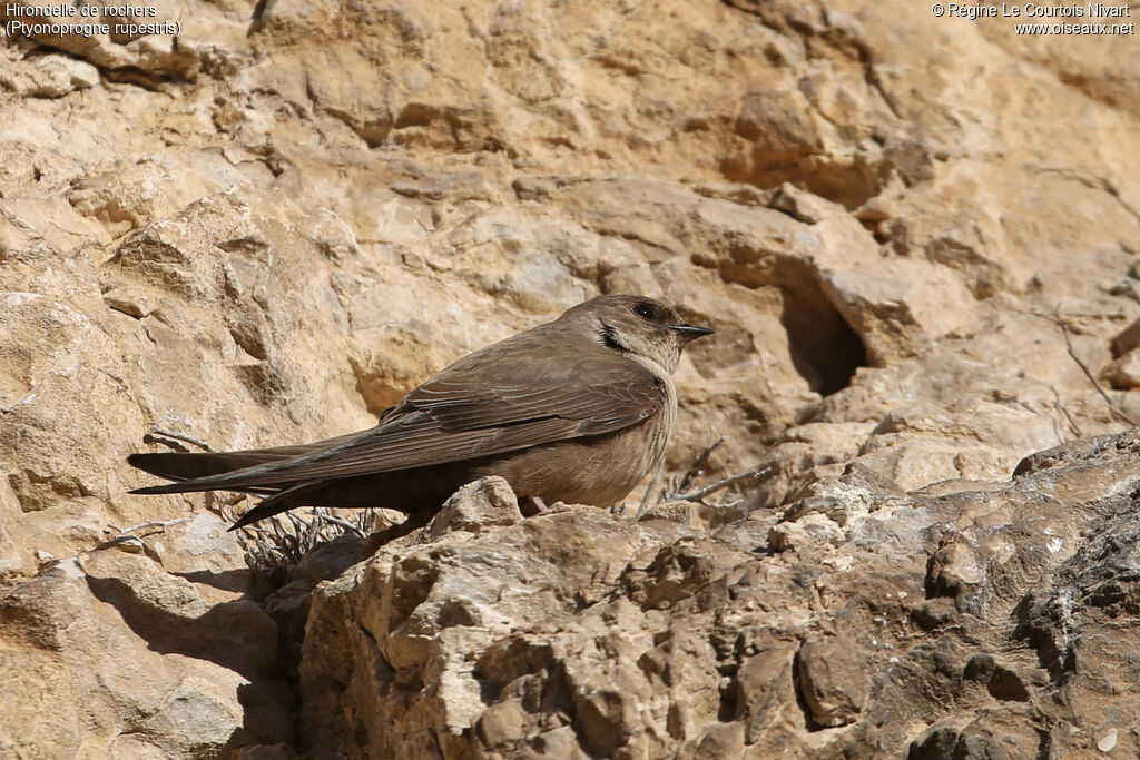 Eurasian Crag Martin