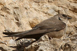 Eurasian Crag Martin