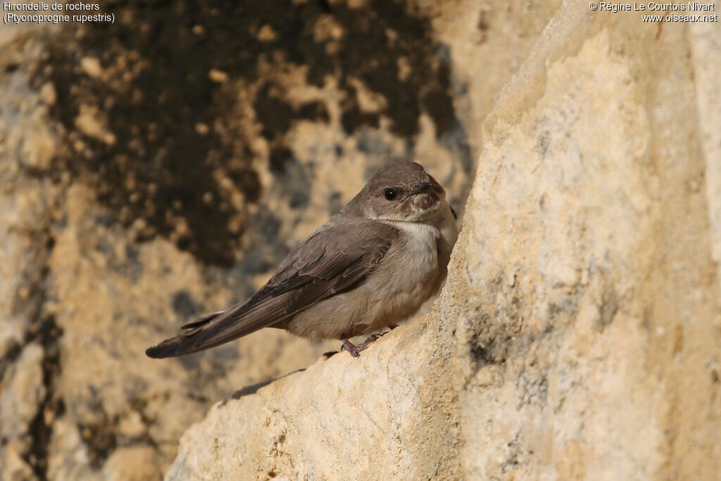 Eurasian Crag Martin