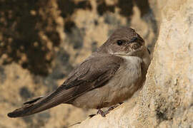 Eurasian Crag Martin