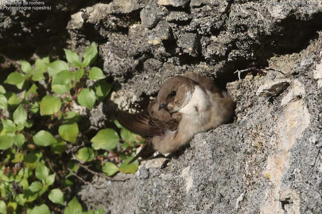 Eurasian Crag Martin