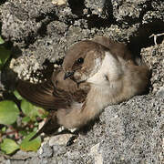 Eurasian Crag Martin