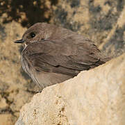 Eurasian Crag Martin