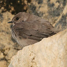 Hirondelle de rochers